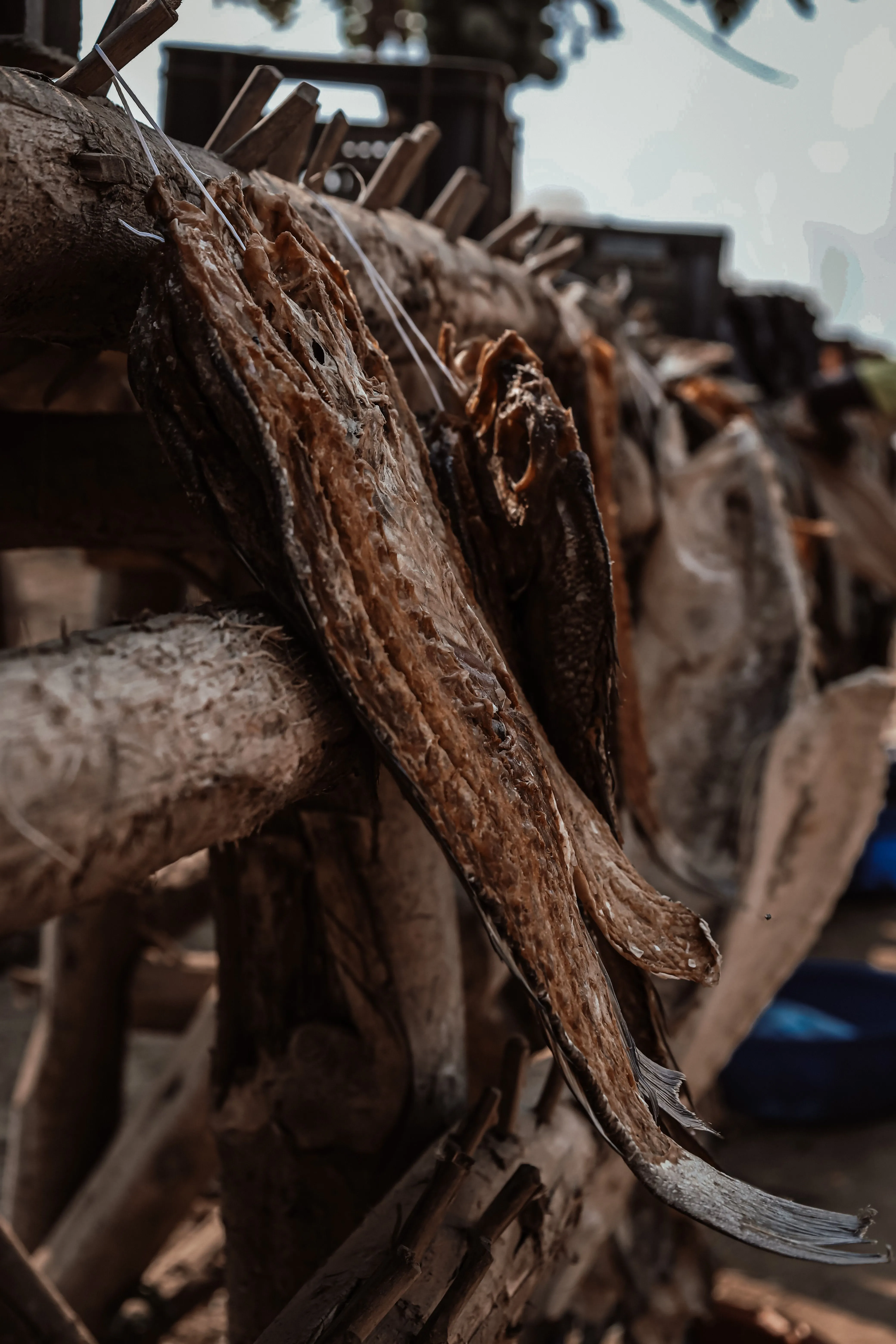 Dried Catfish