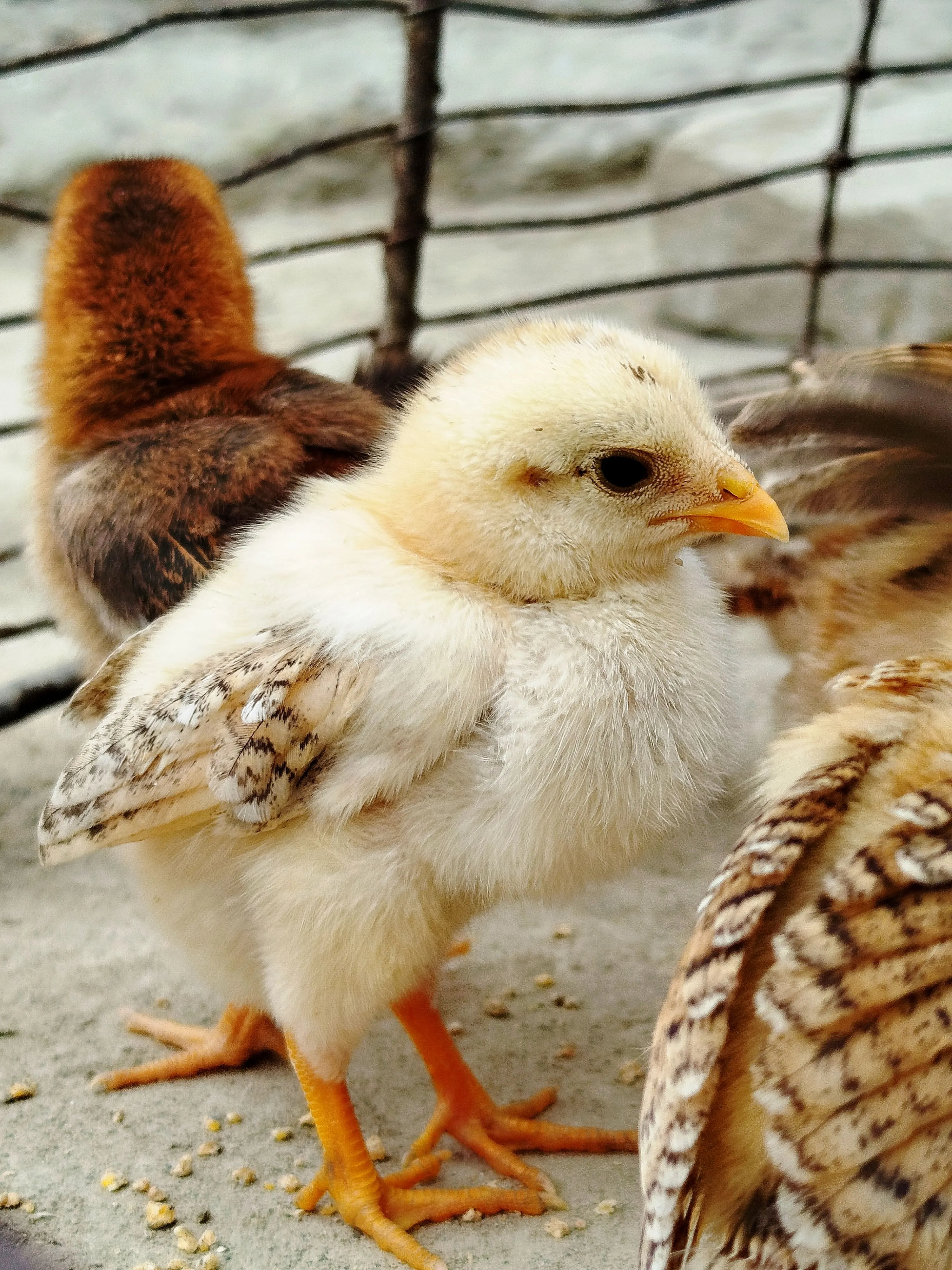 Day-old Chicks