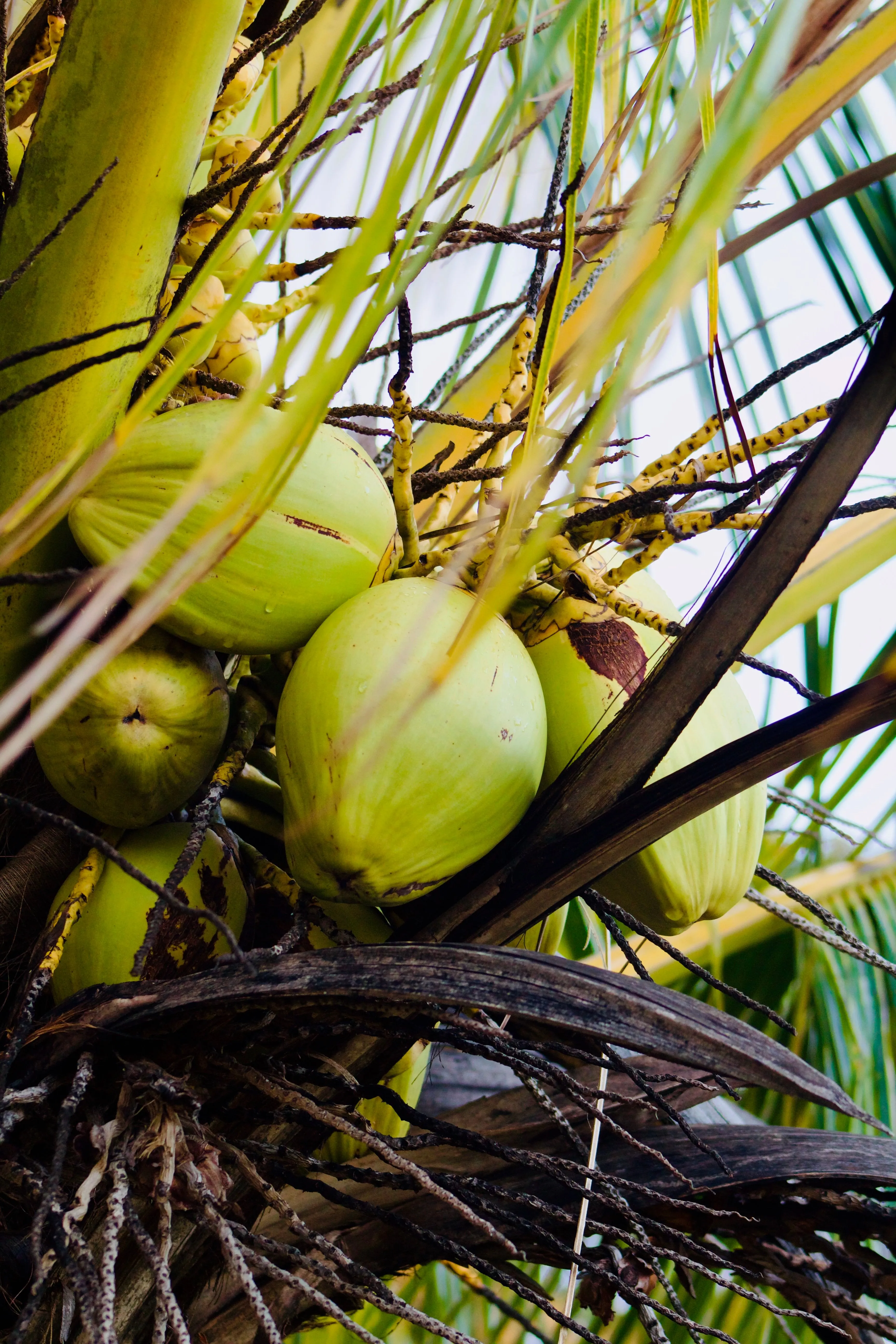 Coconuts