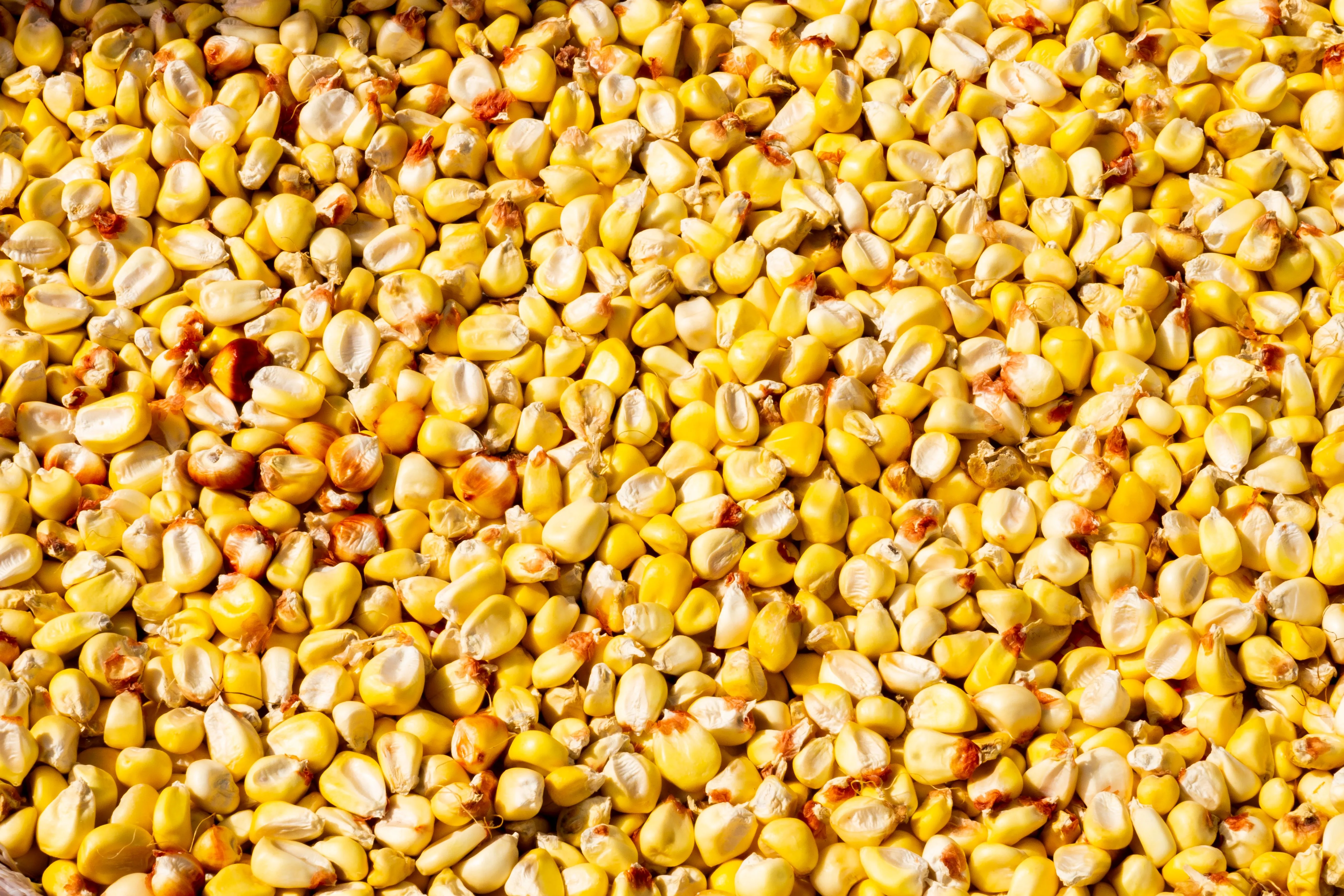 Maize (Corn)