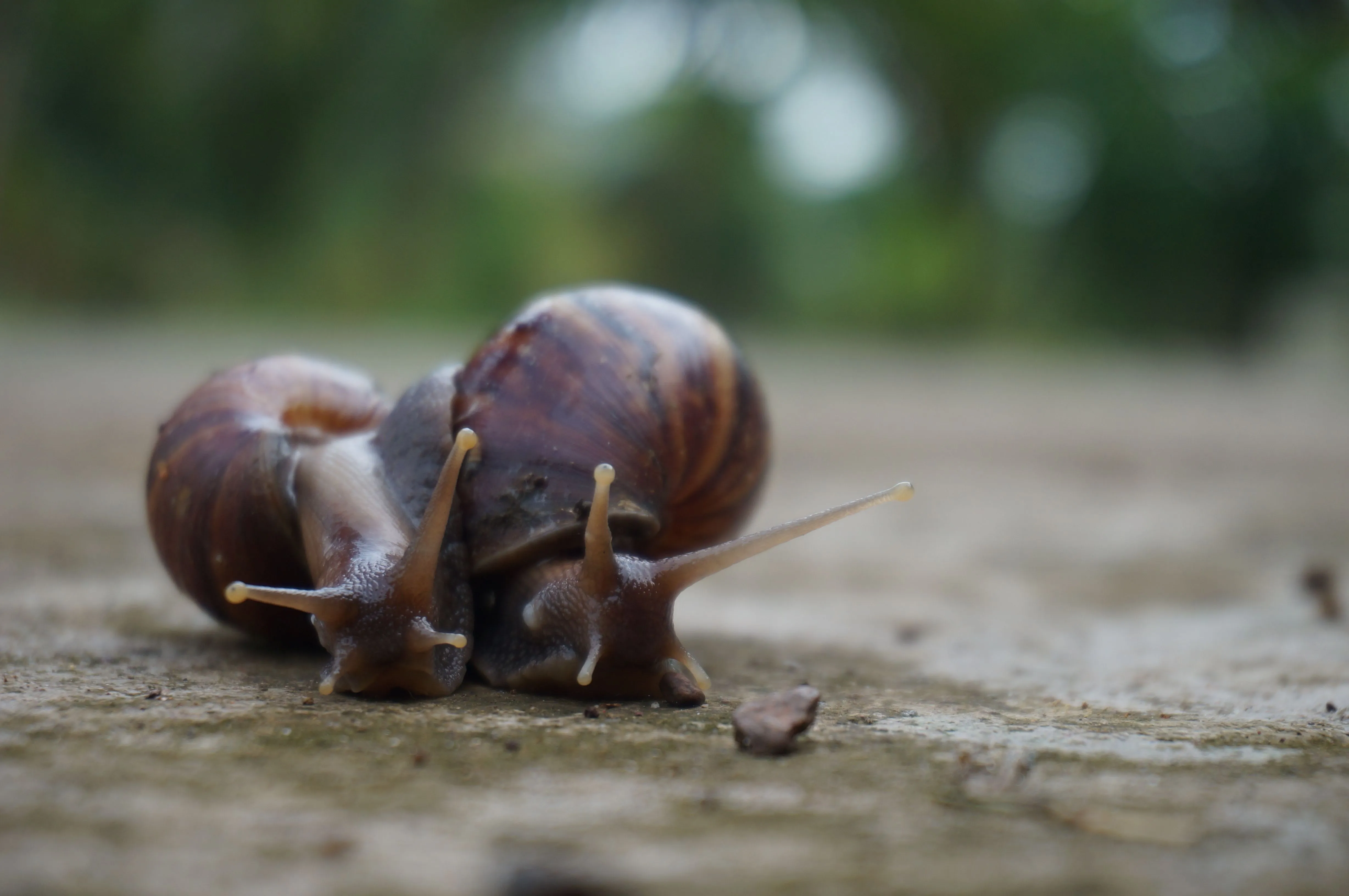 Dried & Toasted Snails
