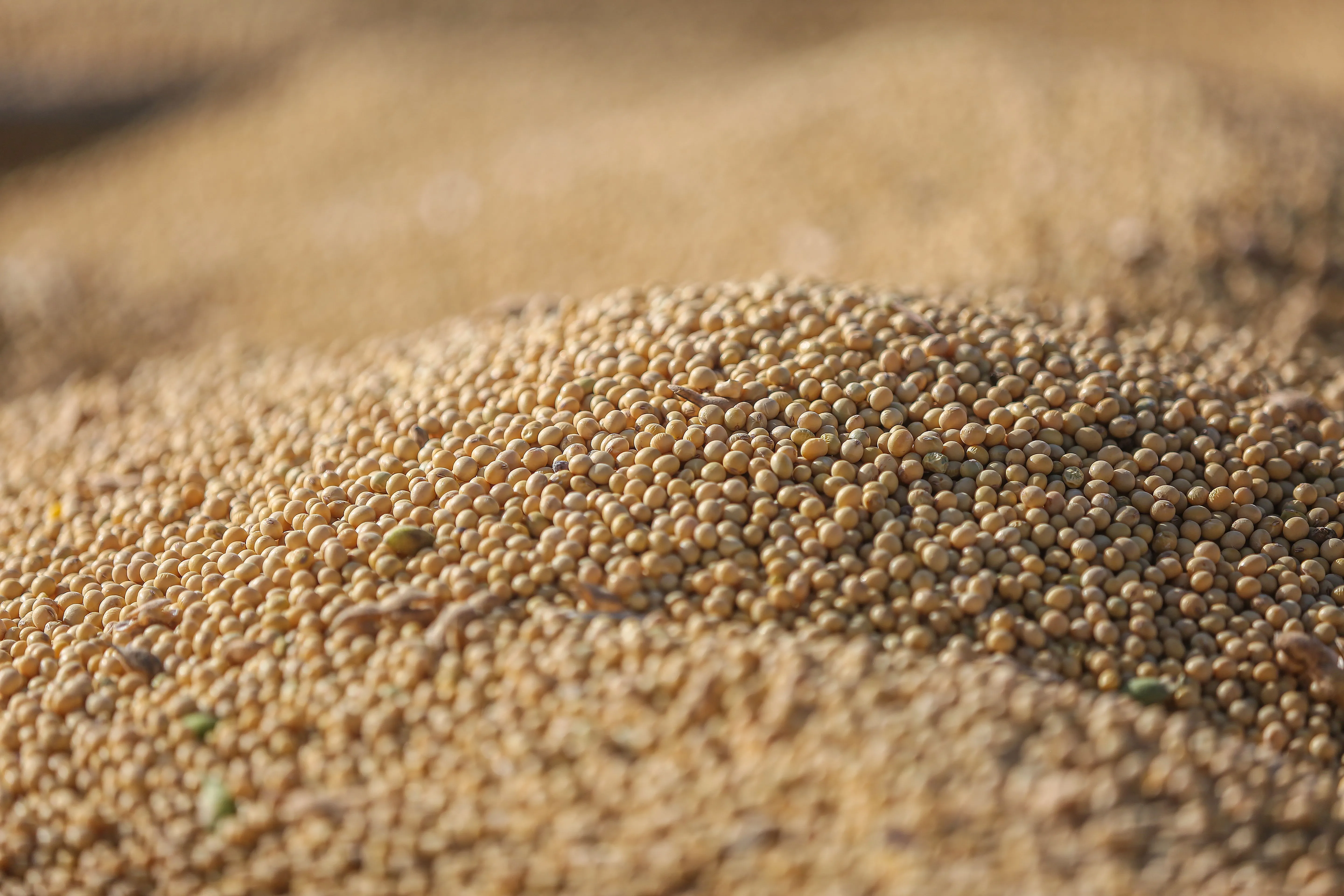 Soya Beans